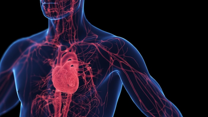 Le système cardiaque humain.