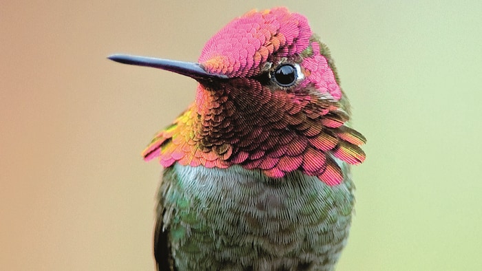 Un colibri d’Anna.