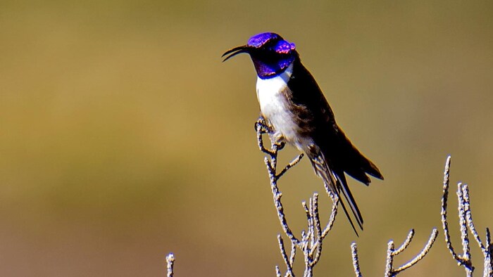 Les 5 infos à savoir sur le colibri 