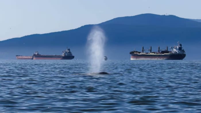 Le souffle d'une baleine, avec, au fond, des bateaux.