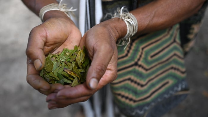 Une personne tient une poignée de feuilles de coca dans le creux de ses mains.