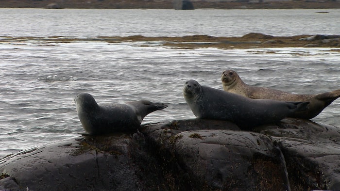 Trois phoques se reposent sur une grosse roche à l'extérieur de l'eau.