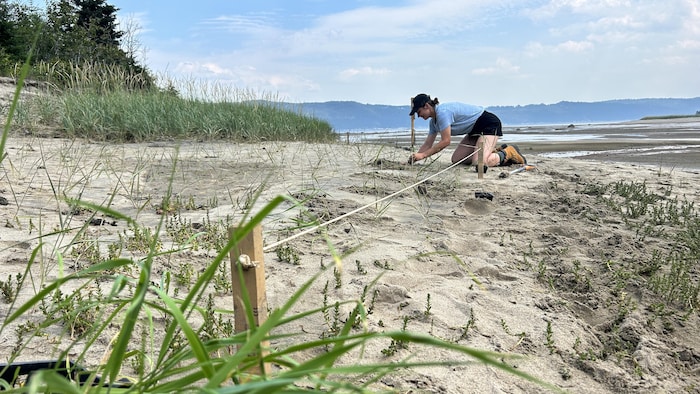 Une personne creuse sur une plage.