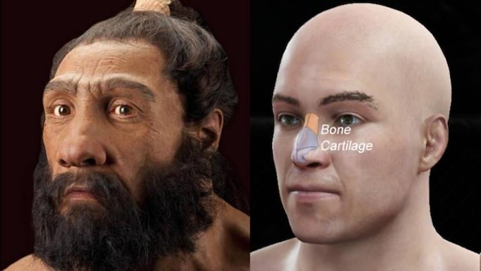 Comparaison de la forme du nez d'un Néandertalien à celle d'un humain moderne.