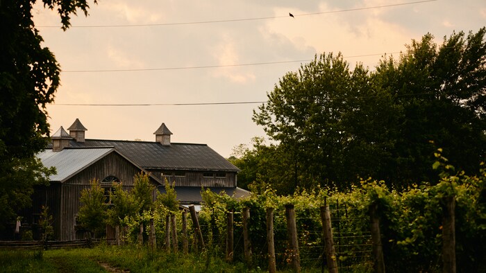 Une maison et des vignobles dans le Comté de Prince Edward