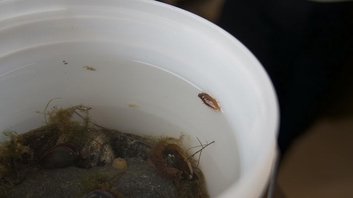 Une image montrant un minuscule concombre de mer près du bord d’un seau.