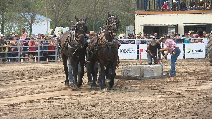 Des chevaux tirent une charge.