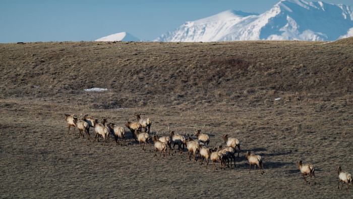 Un vaste ranch est préservé en Alberta, grâce aux contributions ...