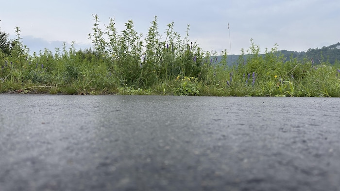 Des herbes hautes en bordure d'un chemin.