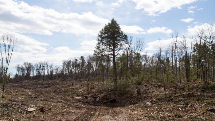 Un chantier forestier.