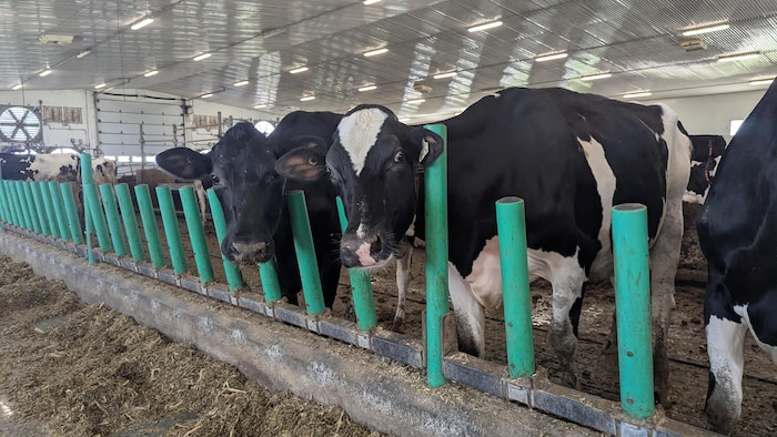 Des vaches dans une étable regardent la caméra.