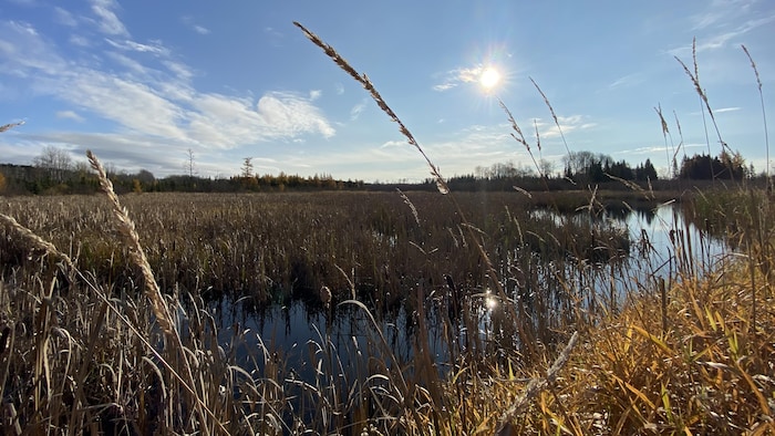 Un étang en Abitibi-Ouest.