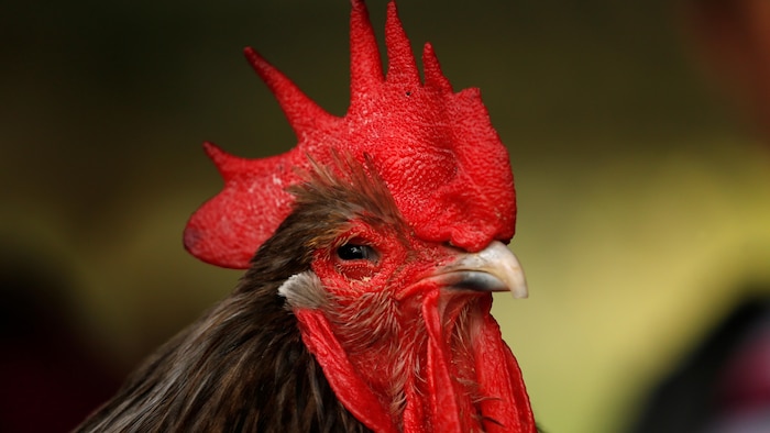 La crête, les caroncules et les barbillons rouges d'un coq qui a l'air assez satisfait de lui-même.