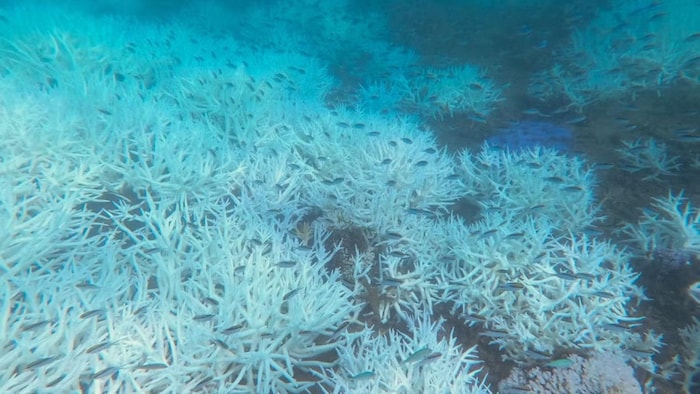 Un corail blanchi.