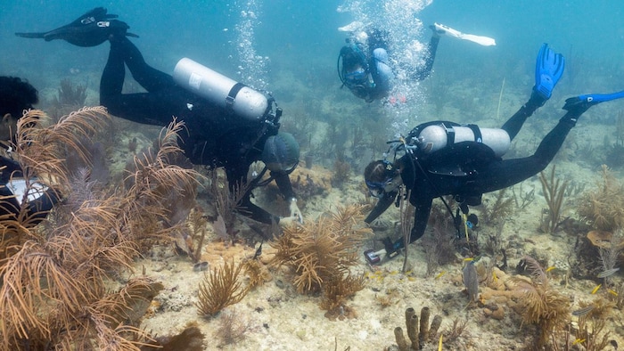 Cette image fournie par l'école Rosenstiel de l'Université de Miami montre des plongeurs plantant une espèce de corail croisée du Honduras.