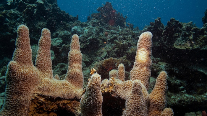 Des coraux (Dendrogyra cylindricus) dans l'océan près des Îles Vierges américaines.