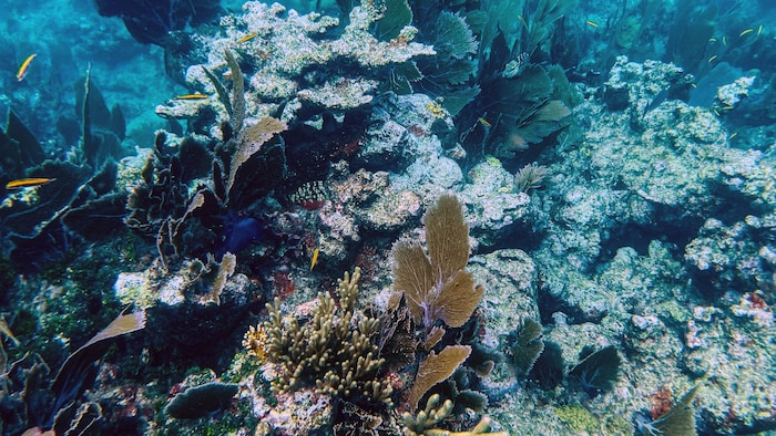 Des coraux morts reposent au fond de l'océan près de Key Largo, en Floride.