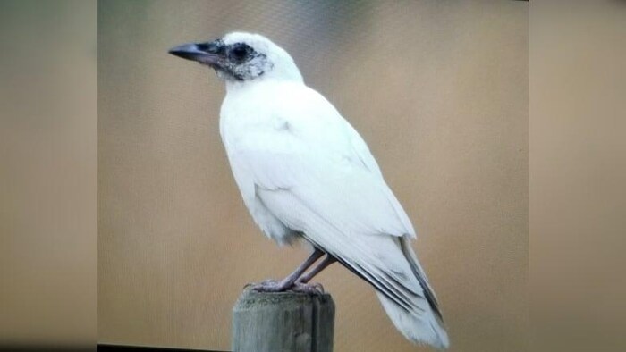 Une corbeille au plumage et aux pattes blancs est posée sur le poteau d'une clôture.