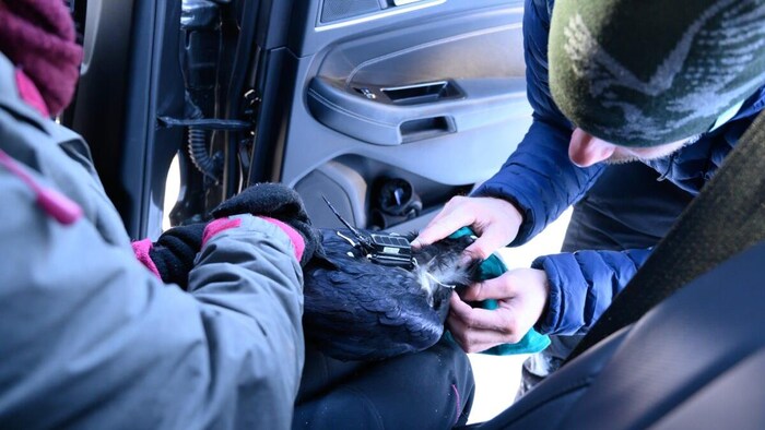 Un biologiste pose un émetteur sur un grand corbeau.