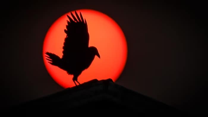 La silhouette d'un oiseau avec, en toile de fond, la couleur rougeâtre d'un feu de forêt en Alberta.