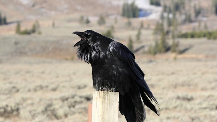Un grand corbeau adulte revendique son territoire dans le parc de Yellowstone.