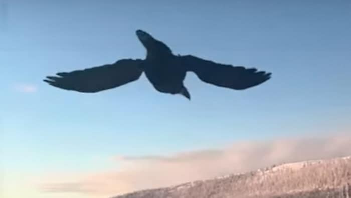 Un corbeau survole une camionnette pendant 45 minutes sur la route Dempster