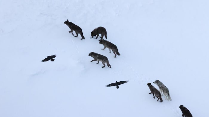 Deux grands corbeaux planent au-dessus d'une meute de loups à Yellowstone.