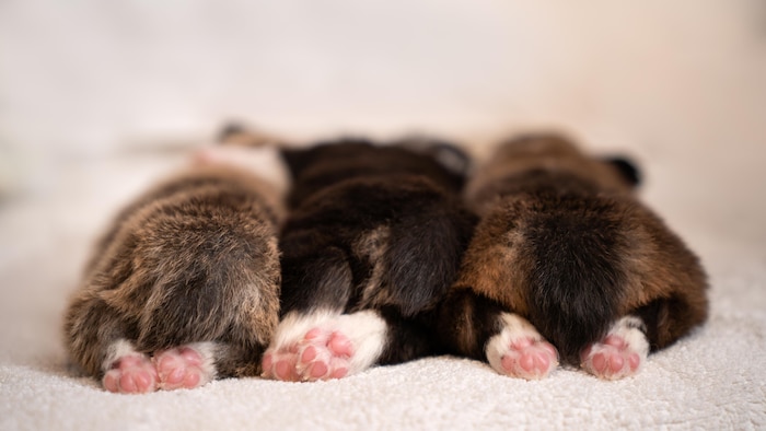 Trois chiots Welsh Corgi Pembroke dorment sur une couverture moelleuse. Les chiens sont allongés dos au photographe ; on aperçoit leurs pattes arrière, leurs queues et leur derrière.