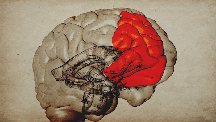 Infographie du cortex préfrontal droit du cerveau.