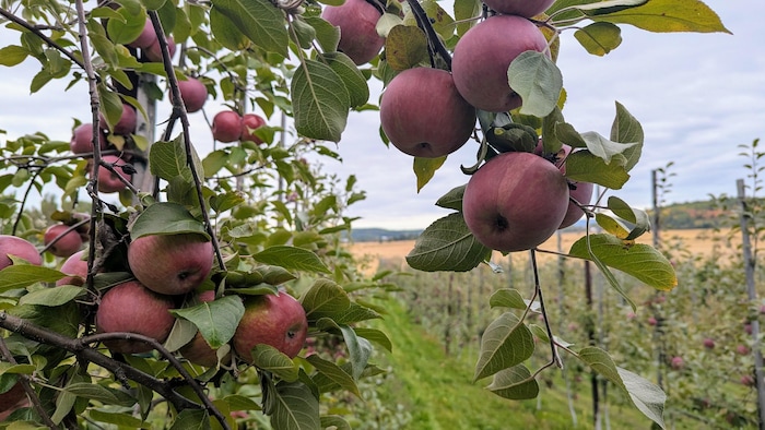 Des pommes dans un arbre avec vue sur le reste du verger.