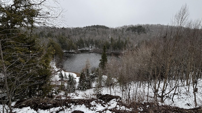 Une forêt et un lac au printemps. 