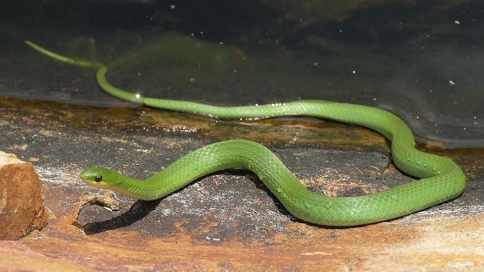 Une couleuvre verte lisse.