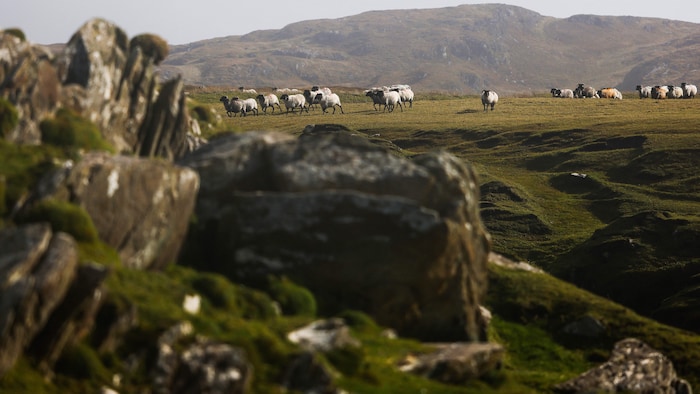 Des moutons paissent le long du littoral de l'île d'Achill, dans l'ouest de l'Irlande, le 25 septembre 2023.