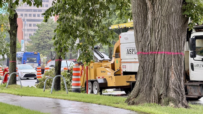 L’abattage d’arbres a débuté à proximité du Grand Théâtre de Québec sur le boulevard René-Lévesque.