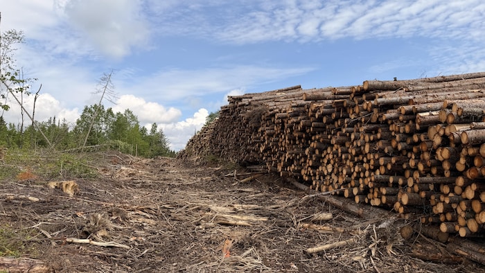 Une empilade de bois coupés dans une forêt et plusieurs branches au sol.