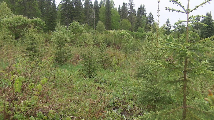 On voit une jeune forêt d'épinettes qui repousse. En arrière-plan, la forêt mature qui n'a pas fait l'objet d'une coupe en 2008.