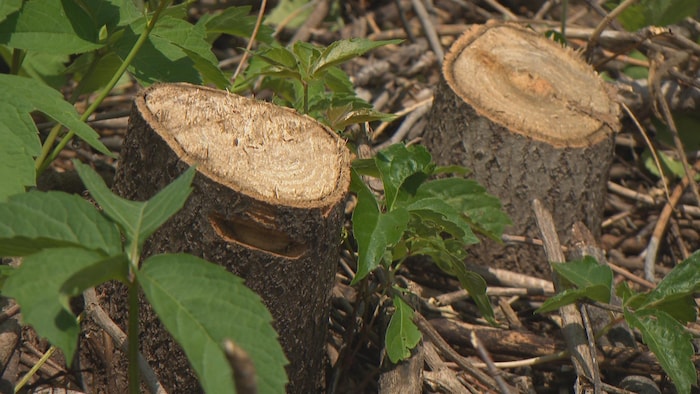 Two trunks of cut trees. cut trees: around thirty complaints