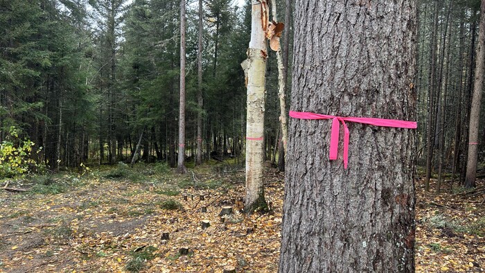 Les rubans roses indiquent les arbres qui doivent être préservés.