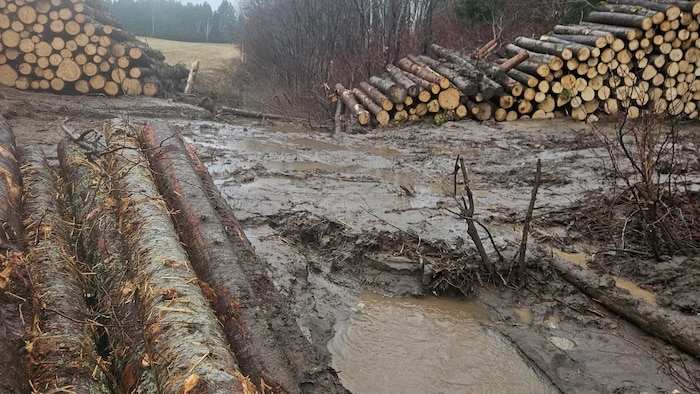 Des eaux boueuses et brunes au milieu de piles de troncs d'arbres sur un site de coupe forestière.