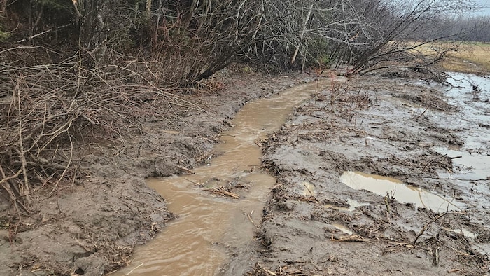 Eau boueuse et brune qui coule dans un ruisseau à Mont-Carmel en amont du lac Saint-Pierre. 
