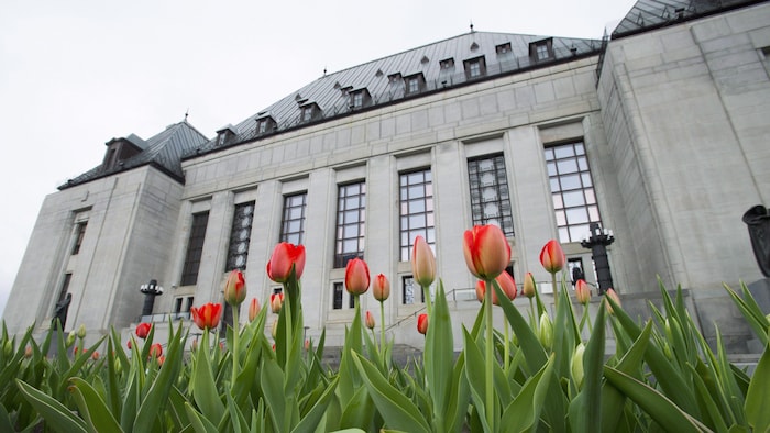 Des tulipes fleurissent devant la Cour suprême du Canada