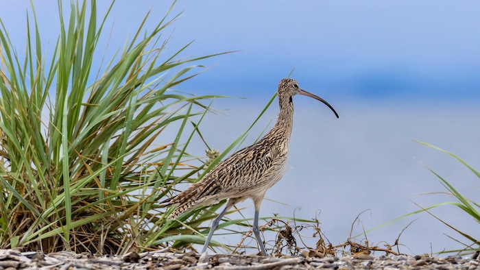 Un Courlis de Sibérie sur la plage.