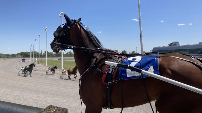 Incursion dans l'univers des courses de chevaux à Trois-Rivières