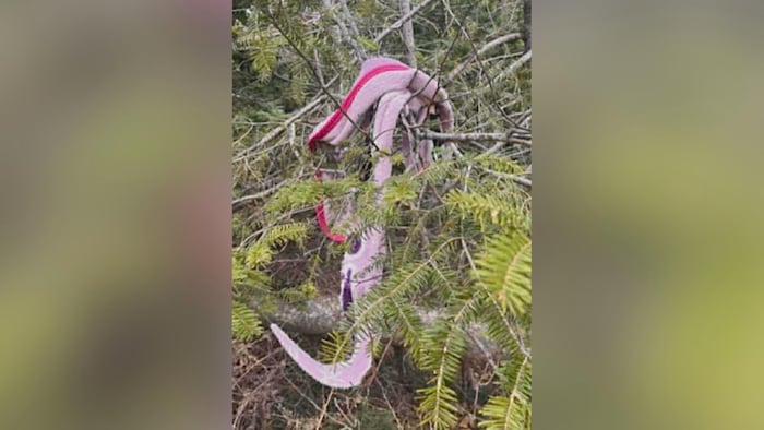 Un bout de couverture rose est accroché dans un sapin.