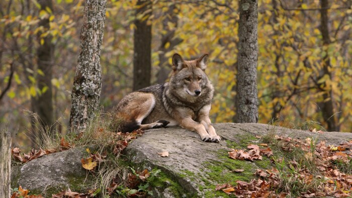 Un coyote assis sur un gros rocher, dans une forêt au sol jonché de feuilles mortes, en automne.