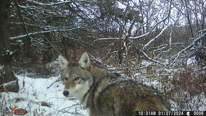 Coyote dans la neige