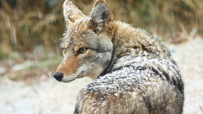 Un coyote sous la neige.