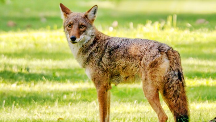 Un coyote debout dans la pelouse d'un parc, en été. Son profil gauche est photographié. Sa tête se tourne en direction de la caméra.