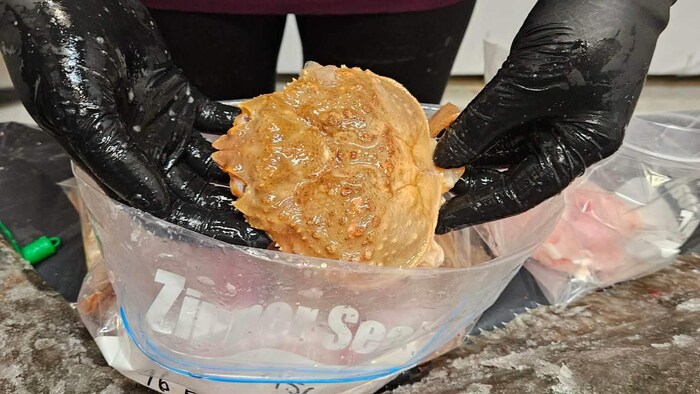 Un crabe des neiges sorti d'un sac