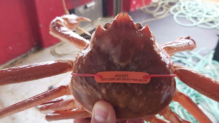 Une main tient un crabe avec une étiquette.